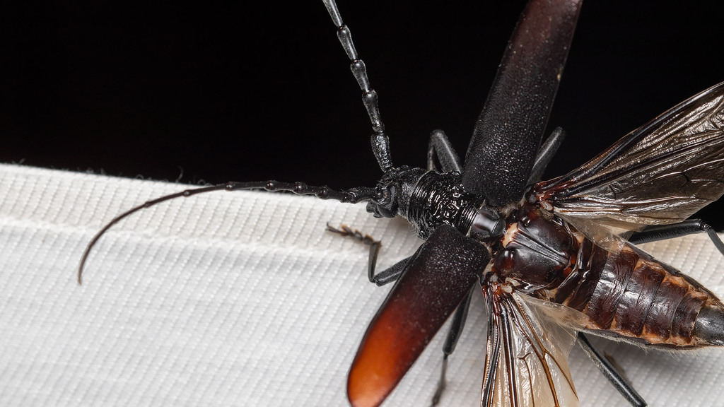 Cerambyx cerdo